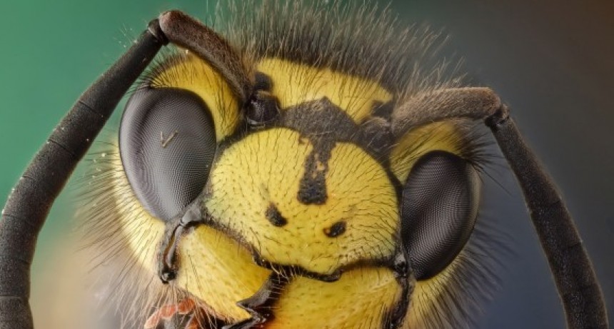 Muri&oacute; despu&eacute;s de ser atacado por abejas