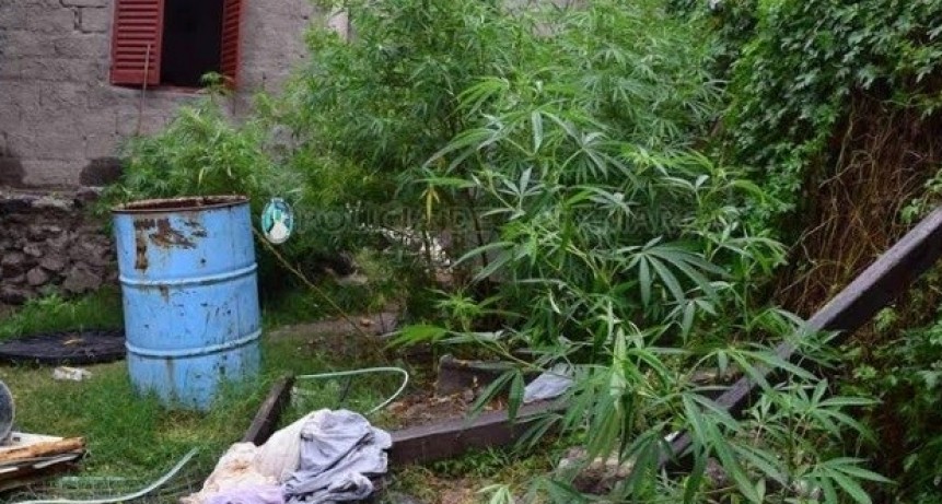 Secuestran plantas de marihuana de gran tama&ntilde;o en una casa del Eva Per&oacute;n