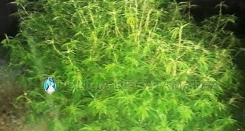 Buscaban elementos robados y encontraron plantas de marihuana