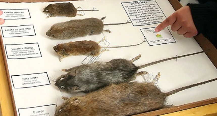 Recomendaciones para evitar el contagio del Hantavirus