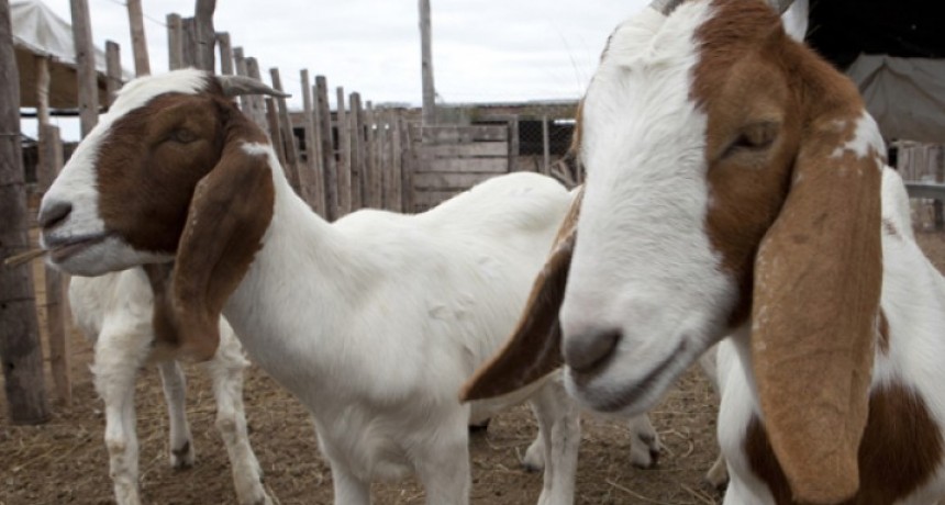 Cabras: estudian las carencias minerales para detectar enfermedades