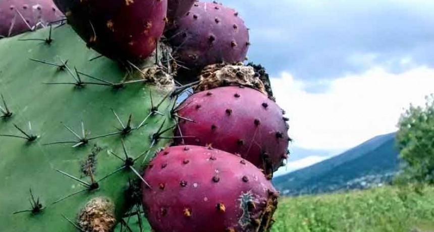 Tunas a Malasia: las exportaron desde un campo santiague&ntilde;o 