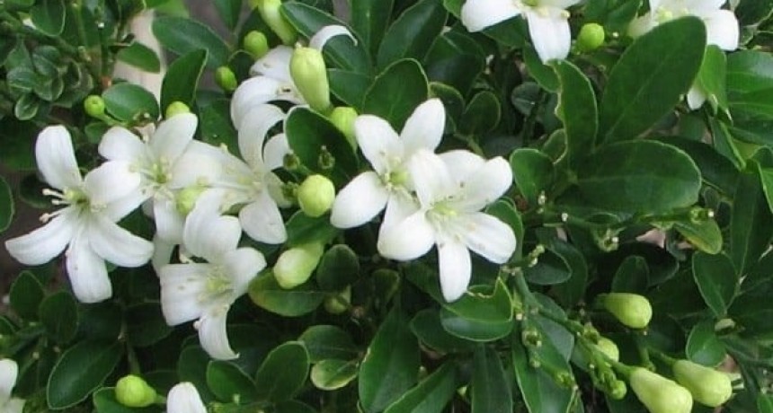 Proh&iacute;ben el ingreso de c&iacute;tricos para evitar la propagaci&oacute;n de una bacteria destructiva