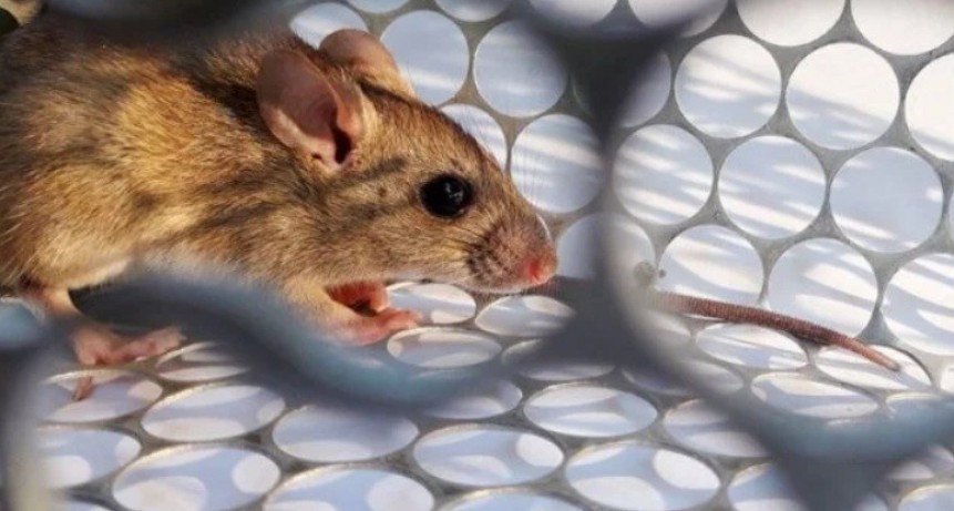 En Esquel ya no quedan pacientes internados en terapia intensiva por hantavirus