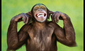 Una mujer fue condenada a tres a&ntilde;os de c&aacute;rcel por "acosar sexualmente" a un mono