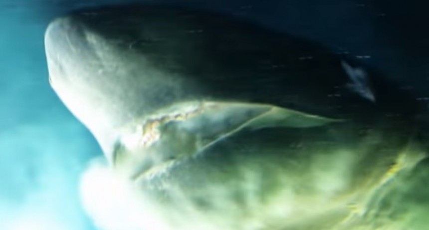Hallaron a un tiburón de más de 200 años vivo