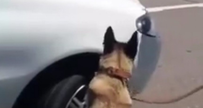 Personal de Drogas peligrosas trabaja junto a perros adiestrados 