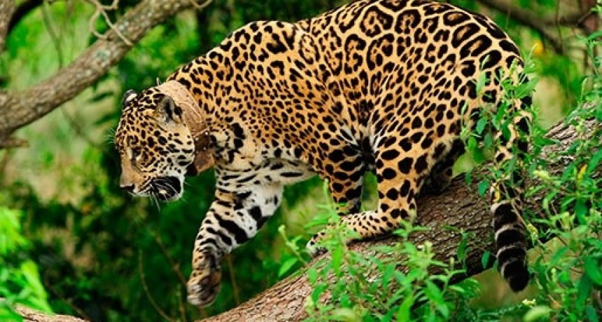 Greenpeace alerta por un desmonte que compromete el hábitat del yaguarete en Salta