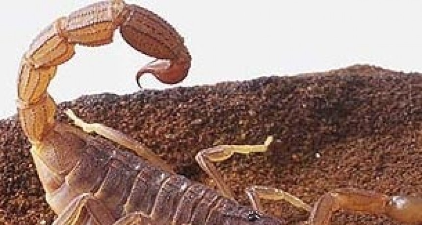 Cuidado con los animales ponzoñosos !!