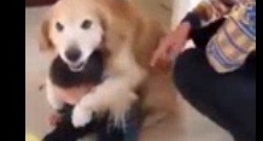 Un perro se vuelve viral al proteger a un ni&ntilde;o del reto de su padre