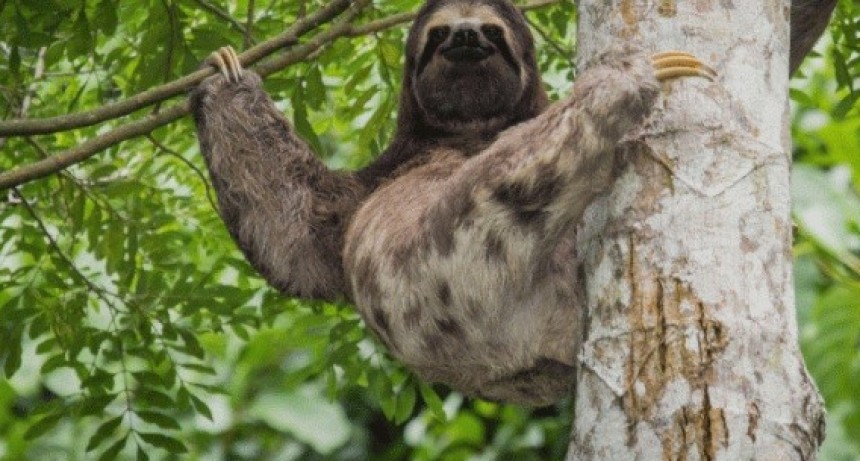 El perezoso que agradece la ayuda y deja mucho para pensar