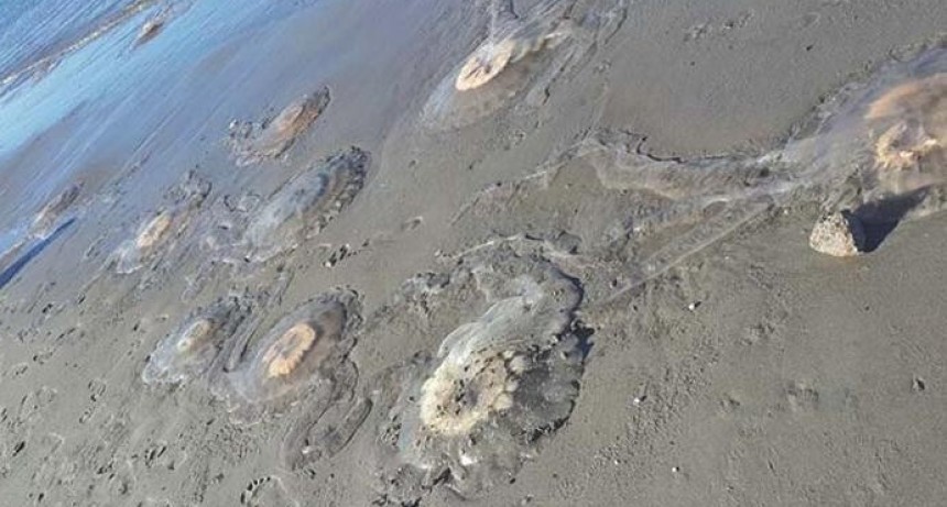 Confirman que hay aguas vivas en las playas de Mardel