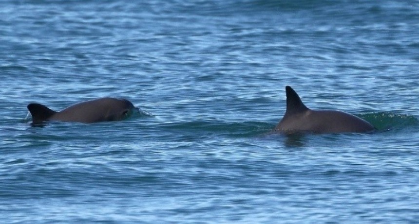 Decretaron la fecha para la extinción de esta especie