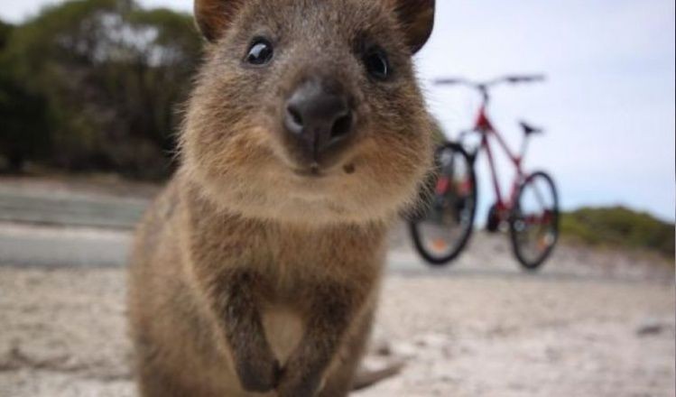 Quokka, el animal más feliz del mundo: conocelo