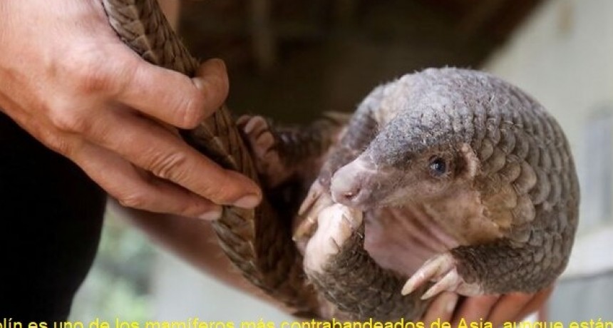 El pangolín, un extraño animal que sería el transmisor de coronavirus