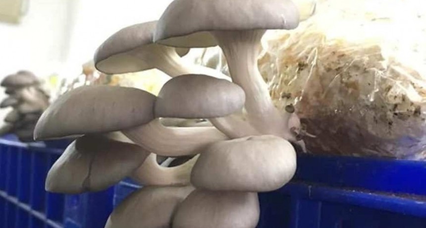Hongos comestibles y el CONICET: logran récord de microorganismos para su siembra