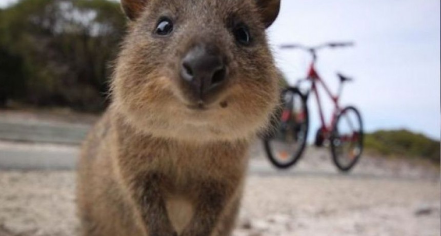 Quokka, el animal más feliz del mundo: conocelo