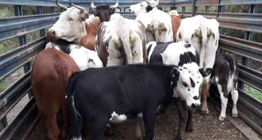 Secuestraron 34 animales sueltos en Colonia del Valle