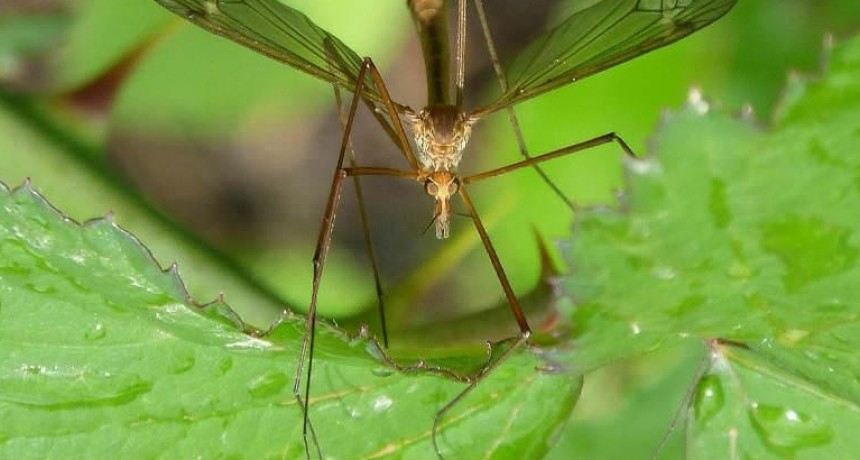 Dengue: 4 casos, los últimos dos se sumaron en menos de 48 hs