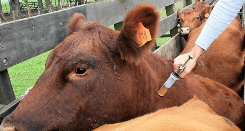 Inician la campaña de vacunación contra la fiebre aftosa 2020