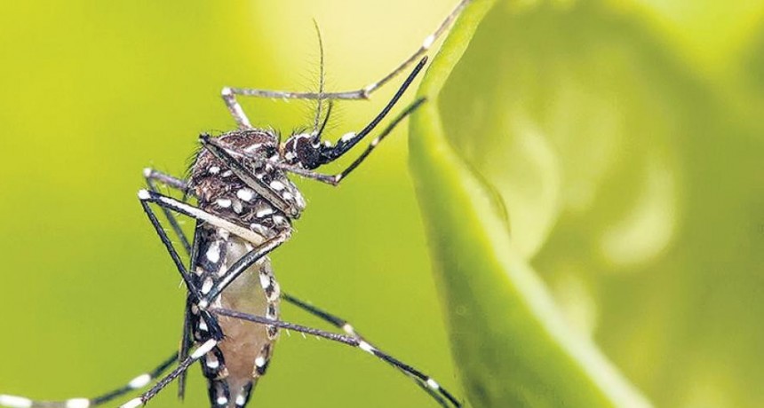 Dengue: crece la cantidad de infectados y ya suman diez en la provincia