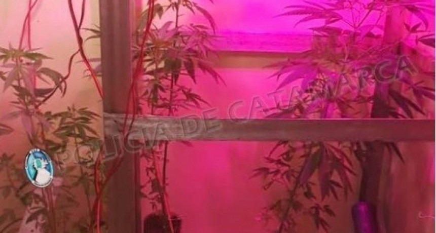 Denuncia por “grooming” terminó con el secuestro de 10 plantas de marihuana