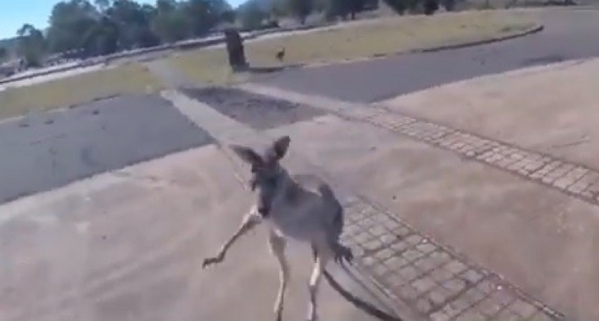 Se tira en parapente y lo ataca un canguro