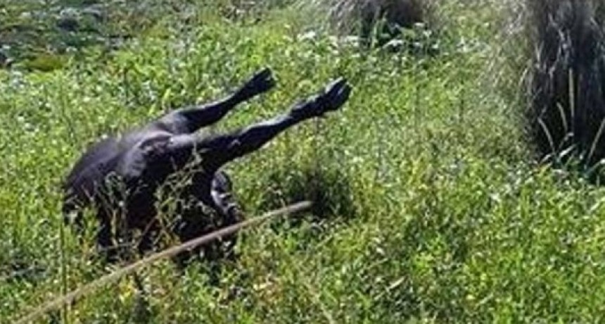 Mueren un hombre y su caballo electrocutados en La Paz