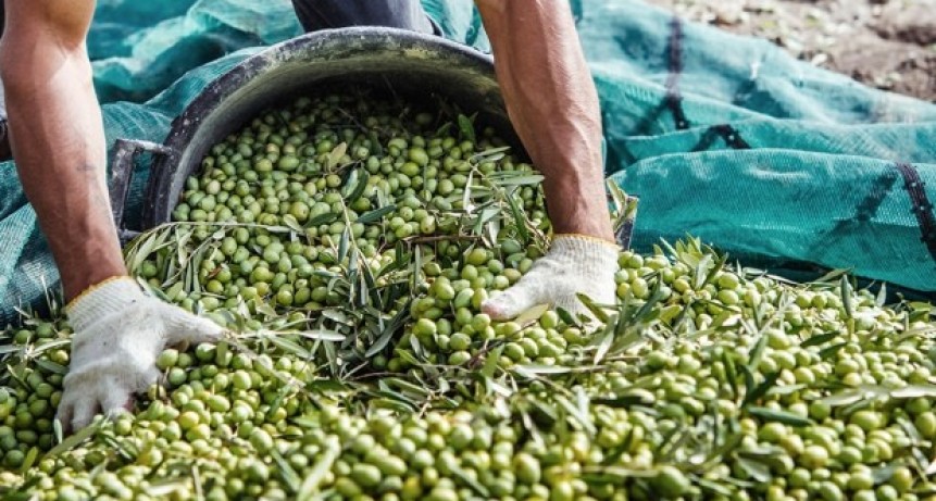 Se decretó la emergencia olivícola para Pomán, Andalgalá y Tinogasta