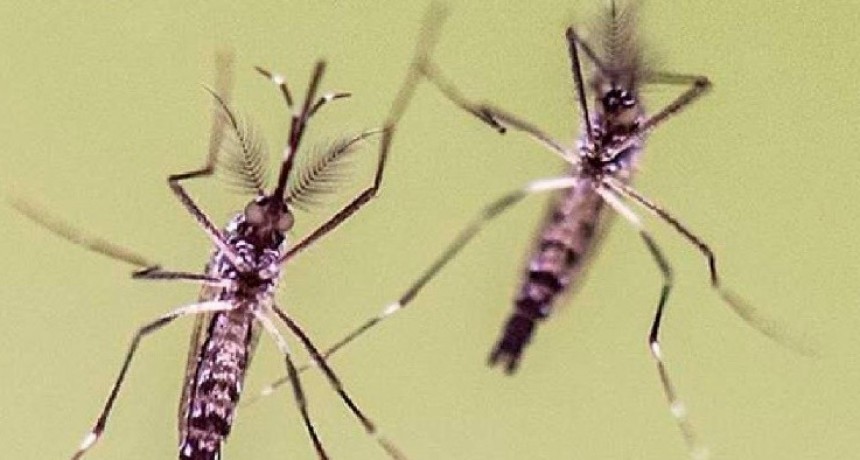 Nuevo caso de dengue en la provincia