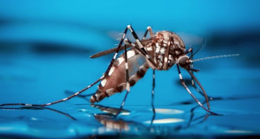 Dengue: confirman que los infectados llegan a 43 en la provincia