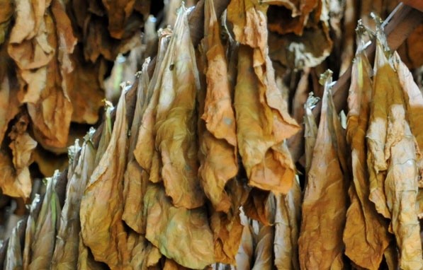 Convocan a Productores Tabacaleros