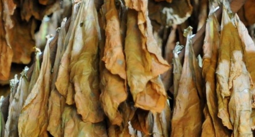 Convocan a Productores Tabacaleros