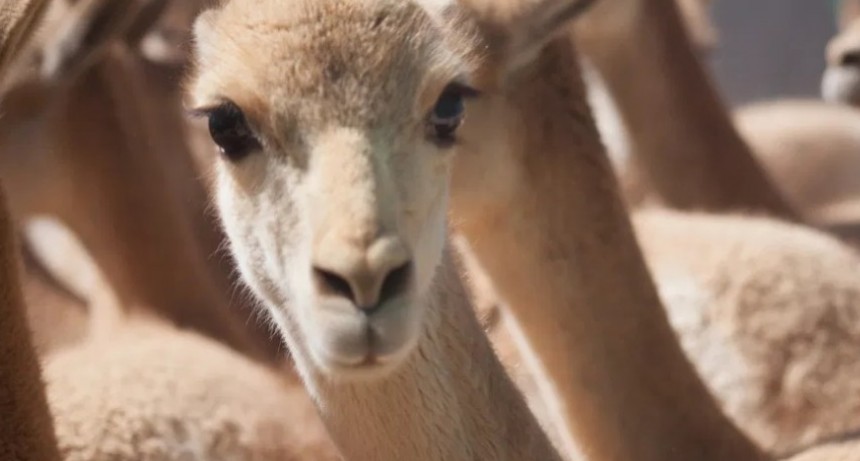 Catamarca, única provincia argentina en esquilar Vicuñas silvestres en la pandemia