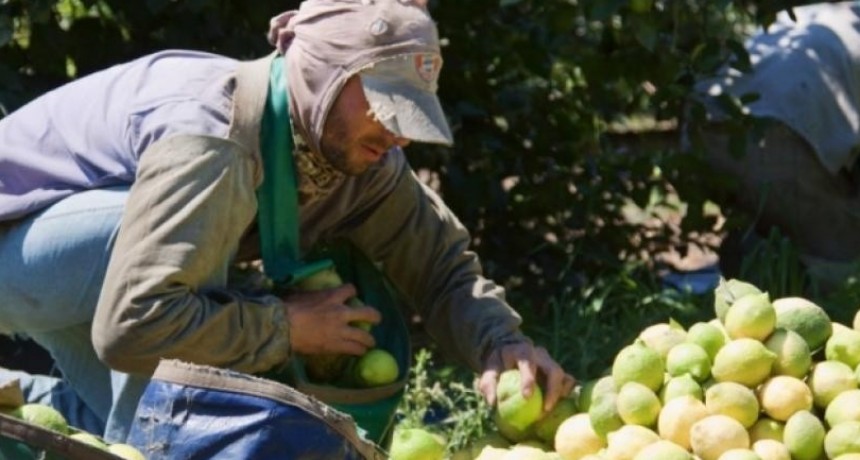 UATRE acuerda un 47% de aumento para los trabajadores del citrus
