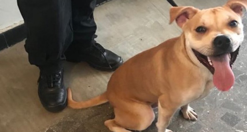 Multarán con hasta $ 42.800 a quienes maltraten a las mascotas