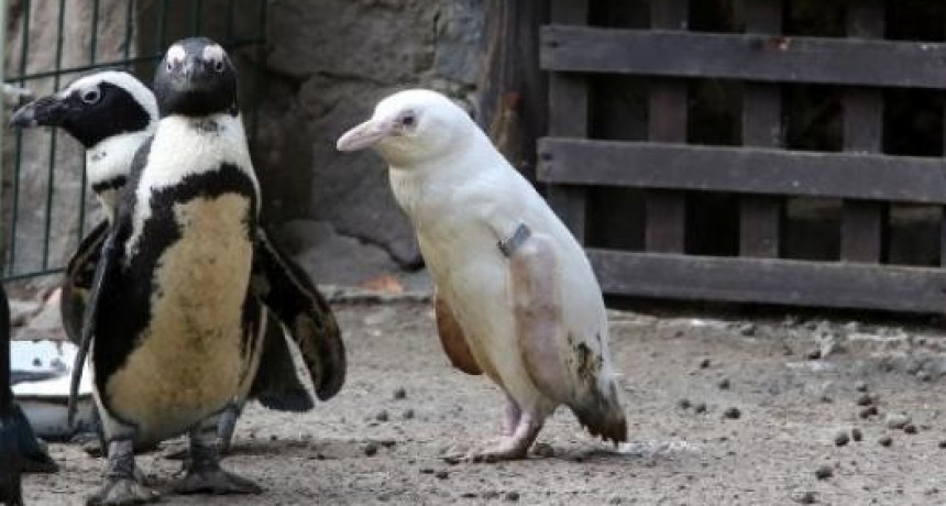 El insólito pingüino albino que causa sensación en Polonia