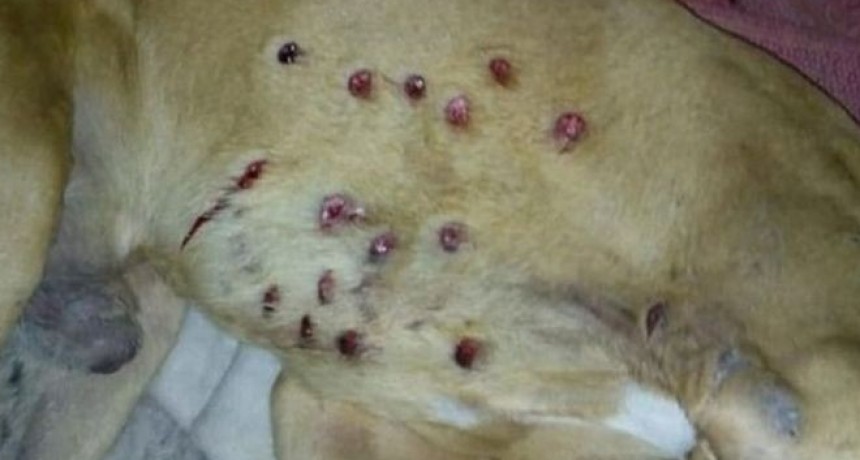 Malditos: Policías le meten 16 balazos a un perro en un allanamiento