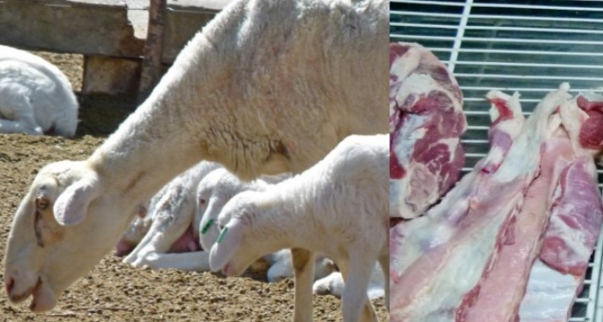 INTA Jornada de Campo sobre producción de carne ovina