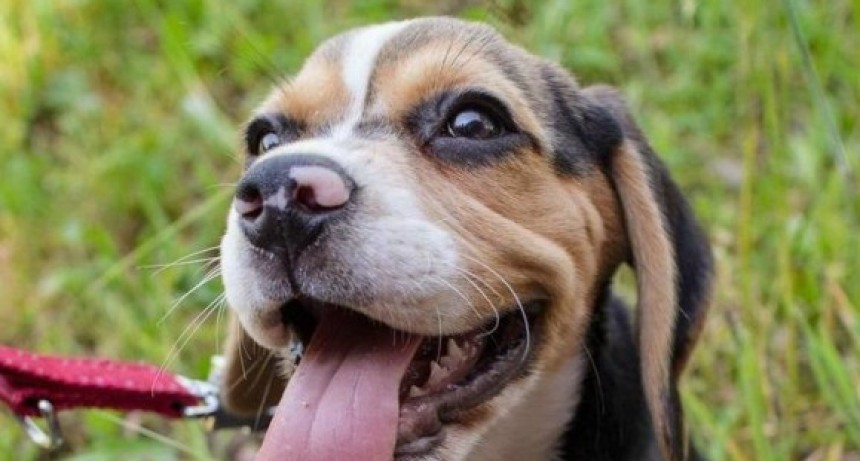 Nuevos estudios revelan que los perros podrían detectar cáncer en la sangre