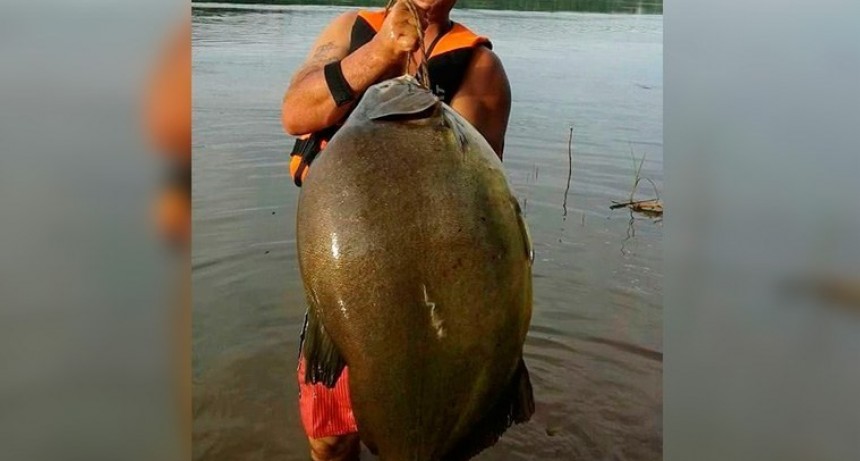 Pescaron un enorme pacú en el río Paraná: Pesó 26 kilos