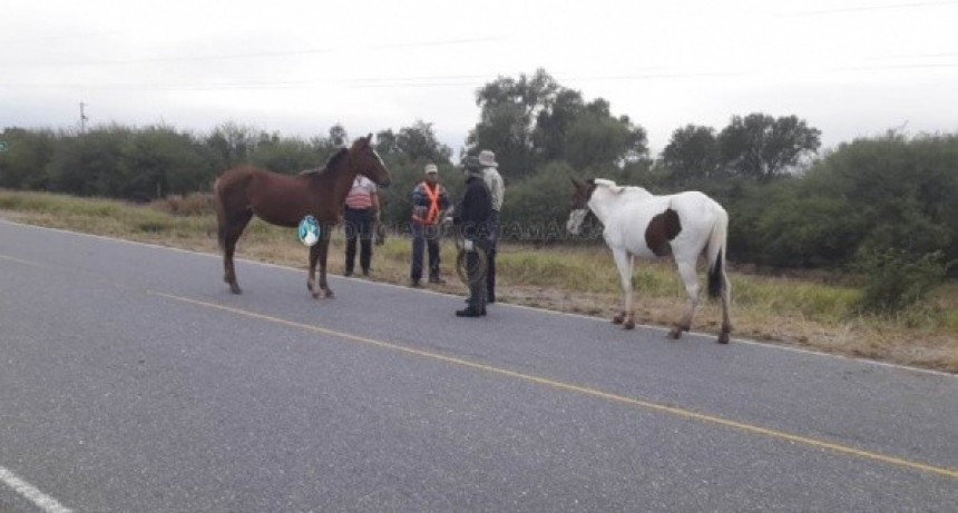 Importantes operativos de captura de animales sueltos en La Paz y Valle Viejo