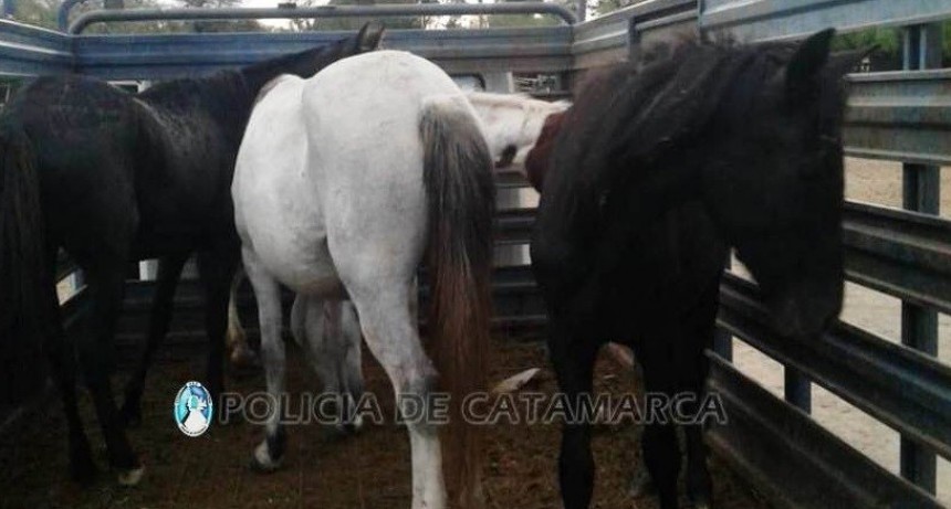 Operativos de captura de animales sueltos en Valle Viejo, Fray Mamerto Esquiú y Ambato