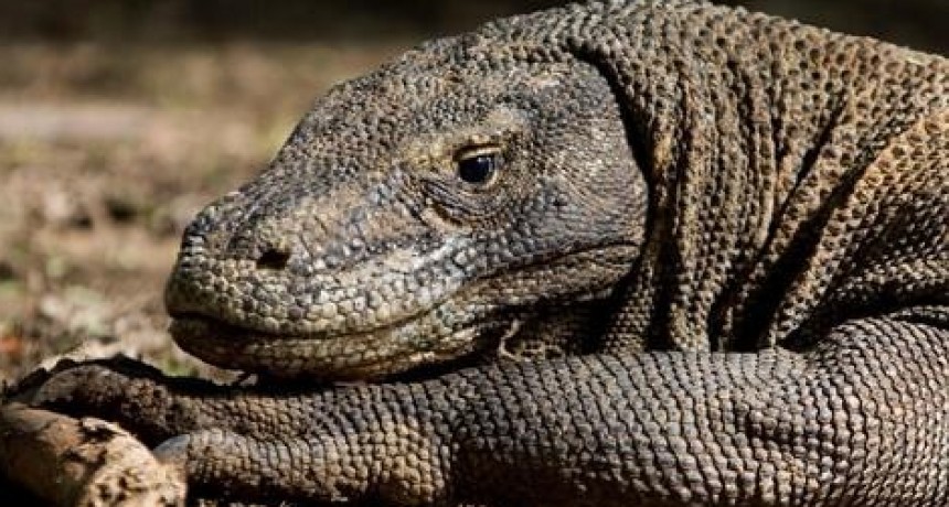 Indonesia cerrará en 2020 la isla de Komodo a los turistas por el robo de dragones