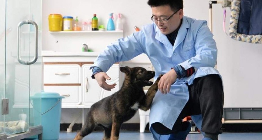 China clonó a su mejor perro policía para ahorrar dinero y tiempo en su entrenamiento