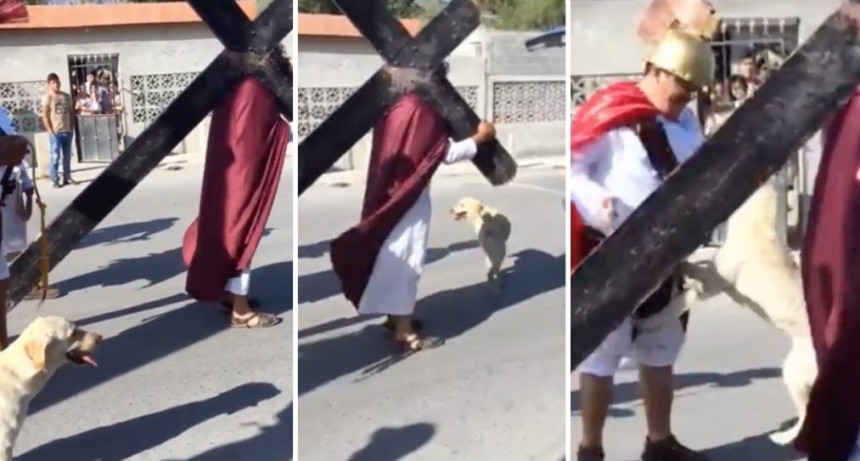 Perro defendió a JESUS durante el Vía Crucis!