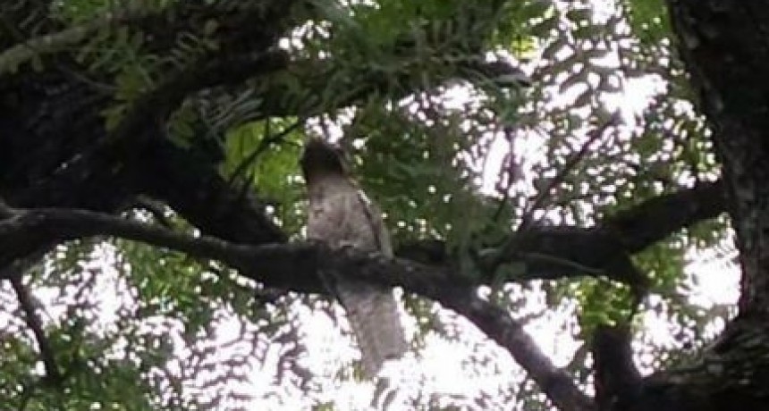 Sorpresa por la aparición simultanea de dos Cacuy en Santiago del Estero y el Chaco