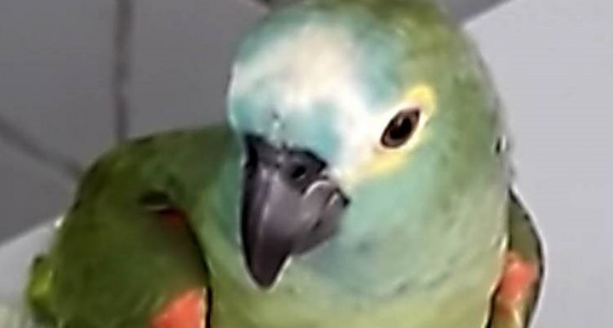 Detuvieron a un “loro narco” por avisarle a sus dueños que llegaba la policía