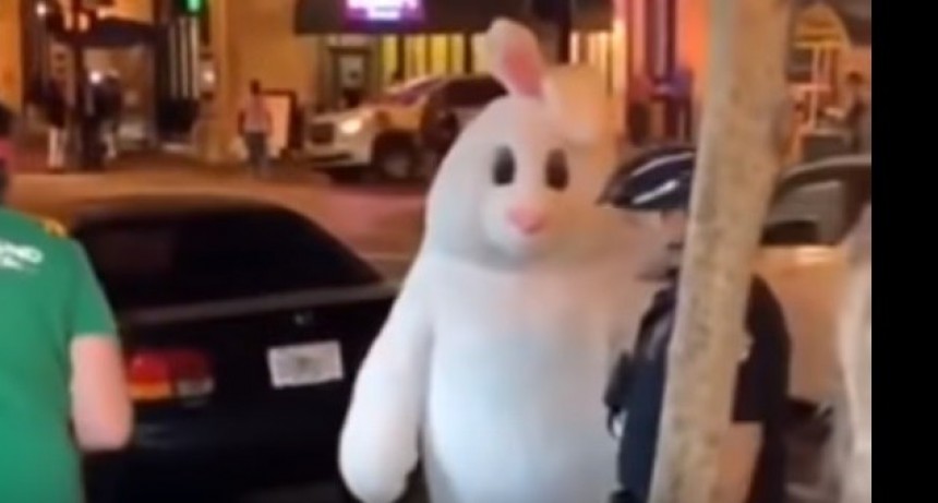 Video: un conejo de Pascua se agarró a las piñas en la calle