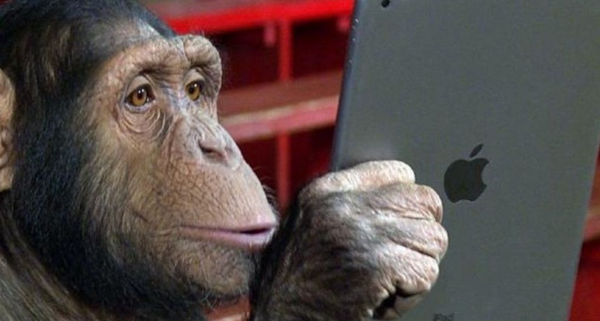 Furor por chimpancé que stalkea a full en Instagram